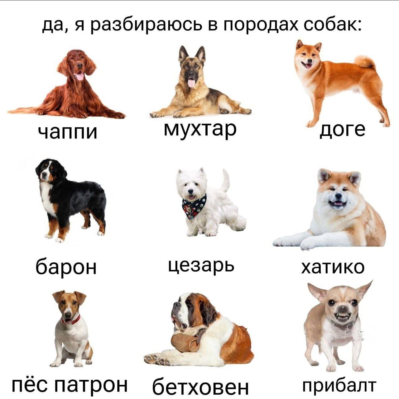 да, я разбираюсь в породах собак чаппи доге “мухтар барон цезарь хатико и пёс патрон бетховен прибалт