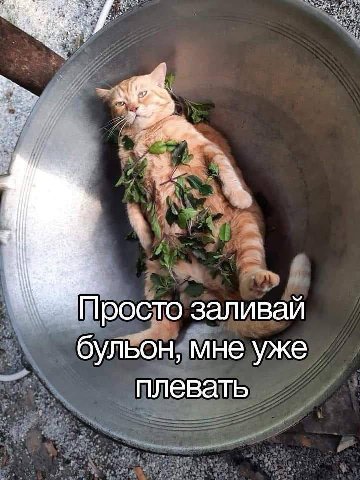 Просто заливай бульон, мне уже плевать