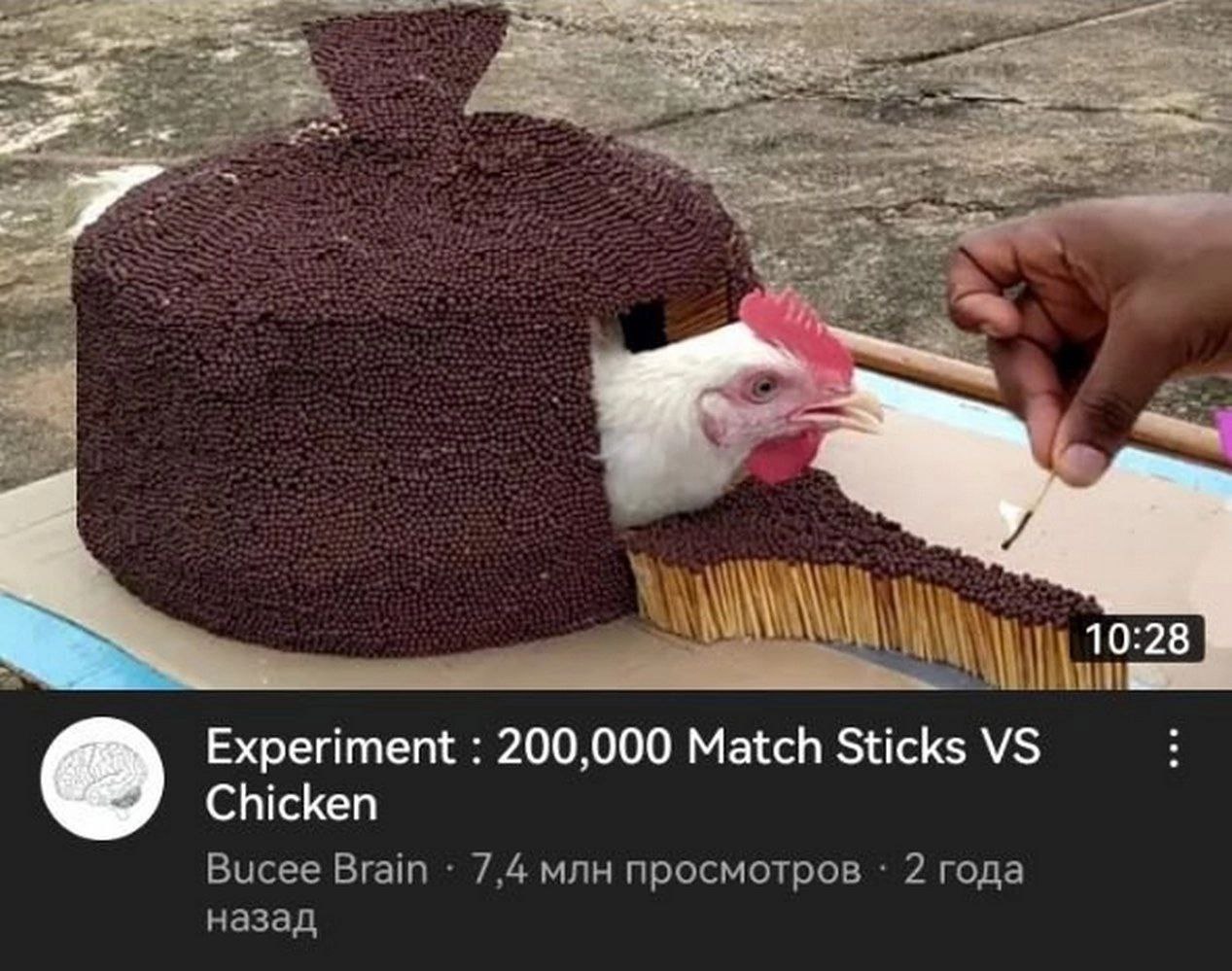 Experiment 200,000 Match Sticks Chicken Bucee Brain 7,4 млн просмотров 2 года назад