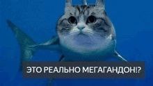 ЭТО РЕАЛЬНО МЕГАГАНДОН:?
