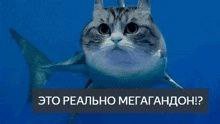 ЭТО РЕАЛЬНО МЕГАГАНДОН:?