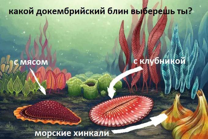 war какой докембрийский блин выберешь ты? мясом 7, AN морские хинкали