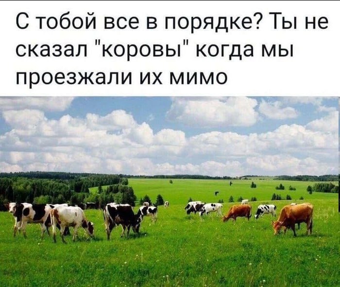 С тобой все в порядке? Ты не сказал "коровы" когда мы проезжали мимо 3