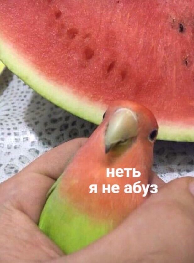 неть яне абуз