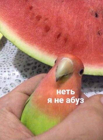 неть яне абуз