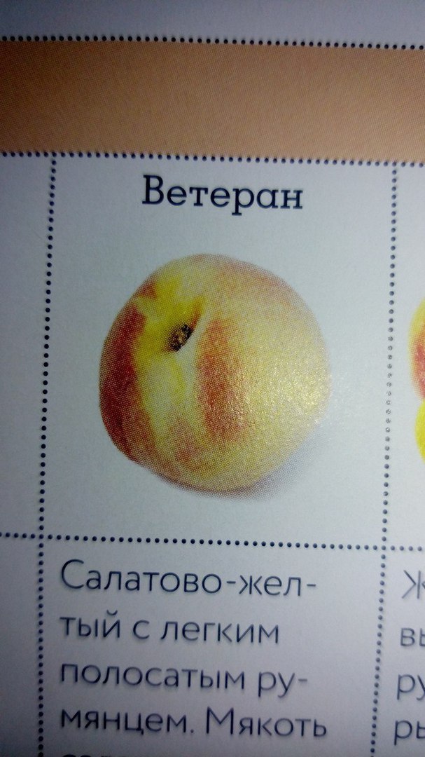 if И i Ветеран ово-жел- У егким