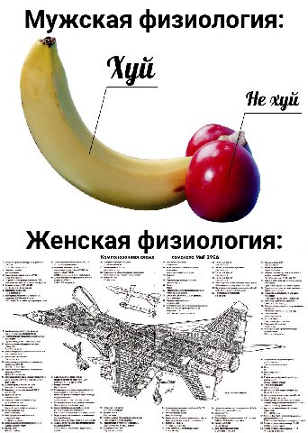 Мужская физиология: Xyit He xyit Женская физиология: