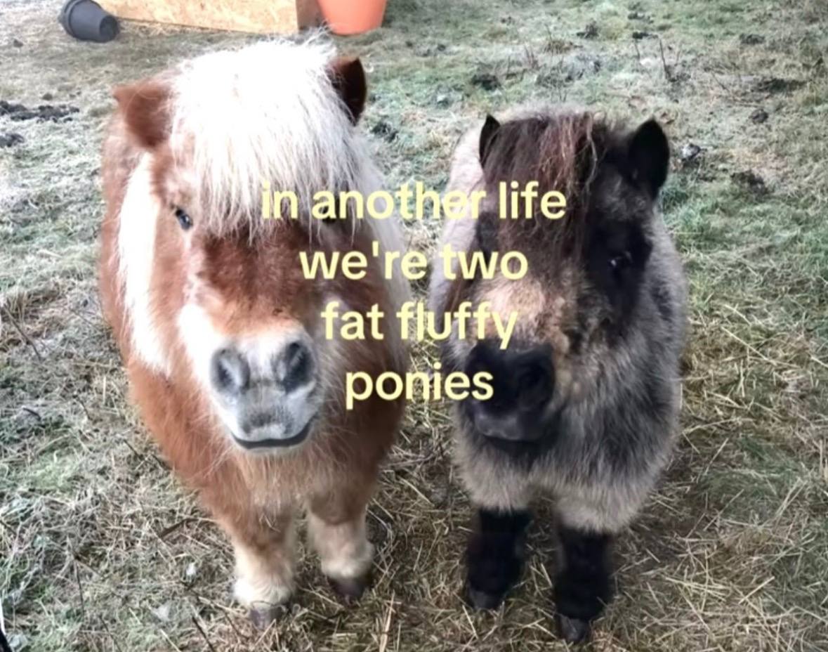 yen life Vig we' fat fluf ponies