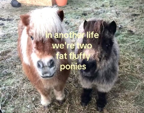 yen life Vig we' fat fluf ponies