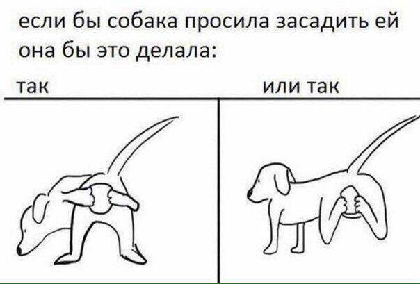 если бы собака просила засадить она бы это делала: так или так
