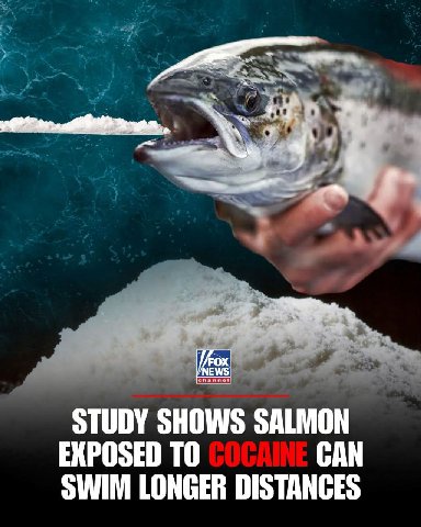 STUDY SHOWS SALMON EXPOSED ТО CAN SWIM LONGER DISTANCES