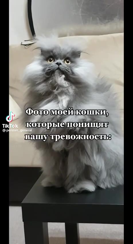 Фохомоейкошки» „и которыепонищят мо } @ persian_general