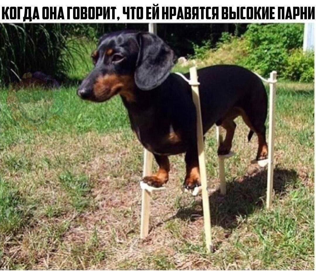 КОГДА ОНА ГОВОРИТ, ЧТОЕИ НРАВЯТСЯ ВЫСОКИЕ ПАРНИ