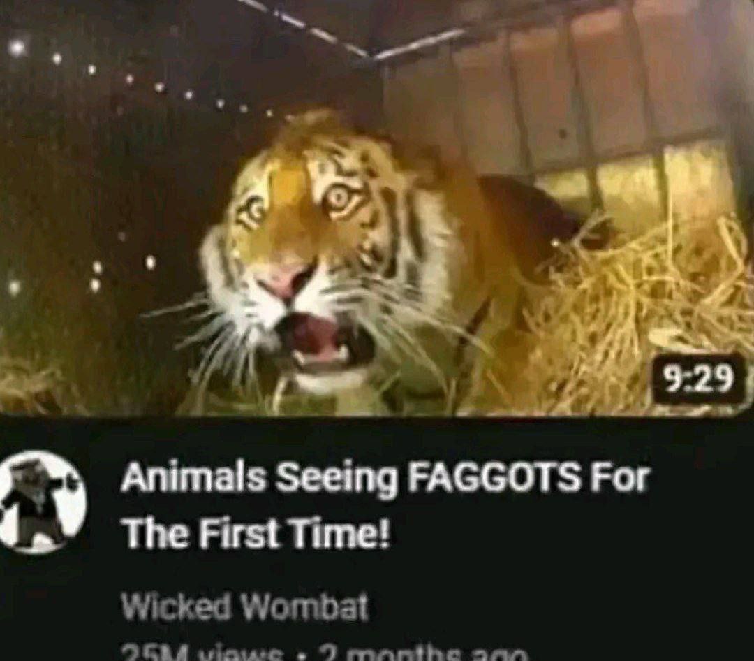 929 Animals Seeing FAGGOTS For у The First Time!