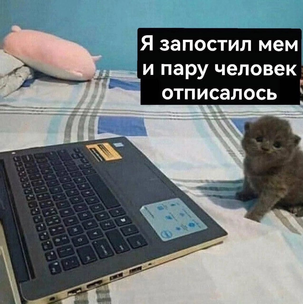 Я запостил мем .И пару человек wag отписалось aki