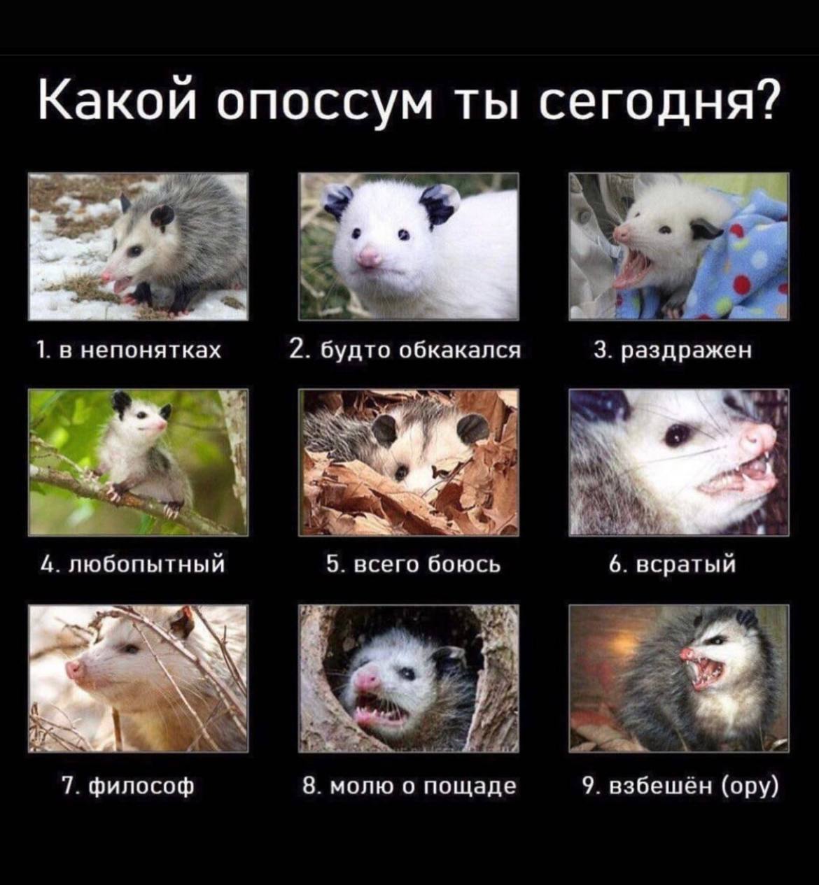 Какои опоссум ты сегодня? A 1. в непонятках 2. будто обкакался 3. раздражен A Я: 4. любопытный 5. всего боюсь 6. всратый i 7. философ 8. молю о пощаде 9. взбешён (ору)
