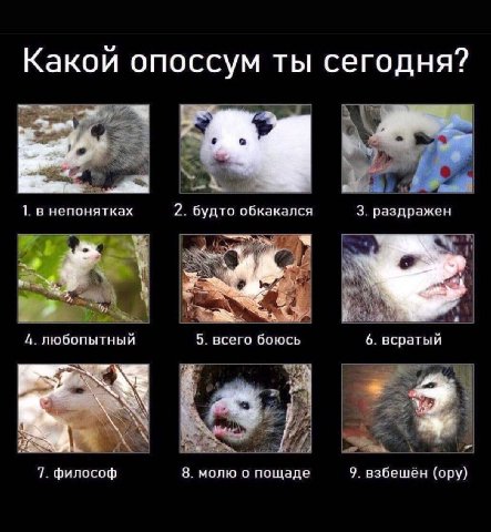 Какои опоссум ты сегодня? A 1. в непонятках 2. будто обкакался 3. раздражен A Я: 4. любопытный 5. всего боюсь 6. всратый i 7. философ 8. молю о пощаде 9. взбешён (ору)