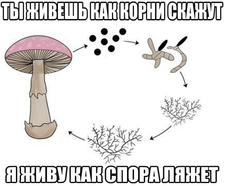 СКАЖУТ <A 7