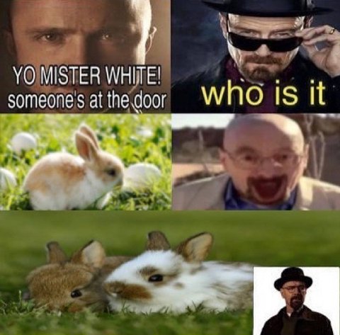 MISTER WHITE! someones at the door who 1$ It