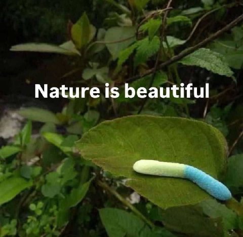 Nature is beautiful