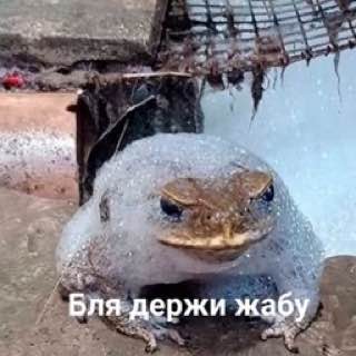 Бля держи жабу