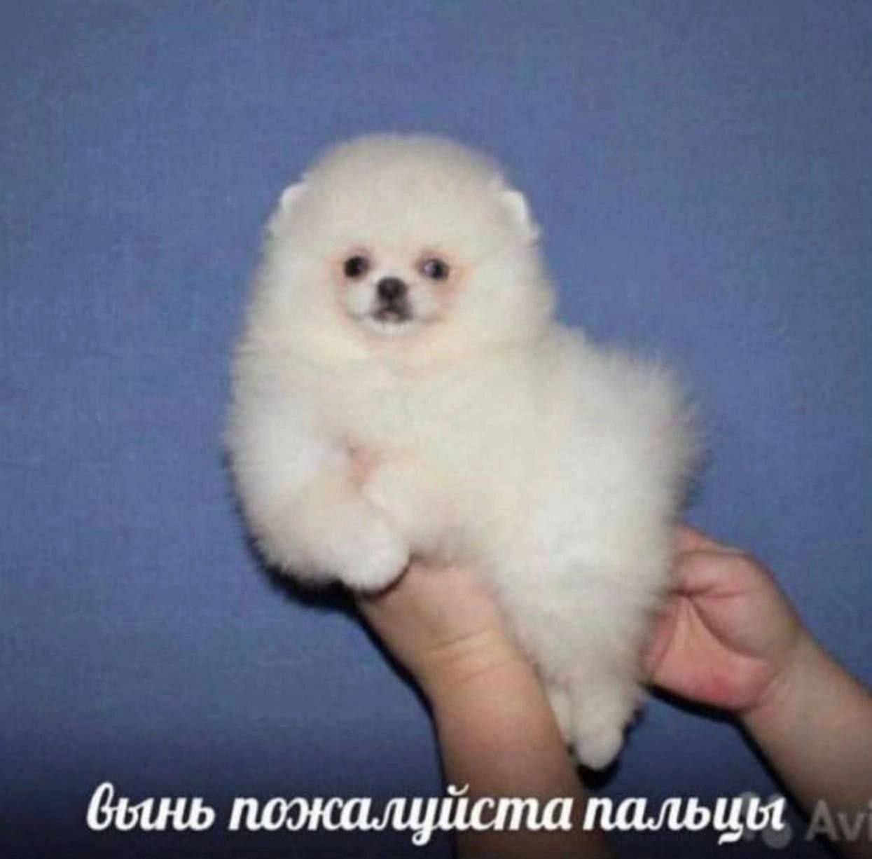 Проктоло́гия — отрасль медицины, изучающая болезни толстой (прямой и ободочной) кишки, заднего прохода и параректальной области