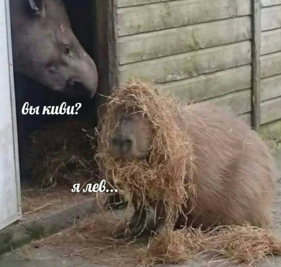 киби? я