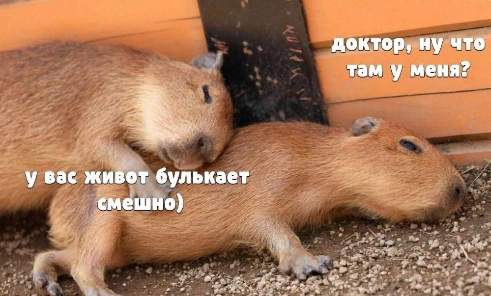 доктор, ну что там у меня? у вас живот булькает смешно)