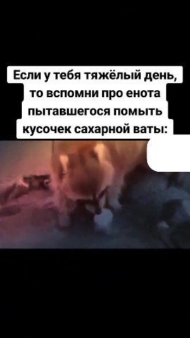 Если у тебя тяжёлый день, то вспомни про енота пытавшегося помыть кусочек сахарной ваты: