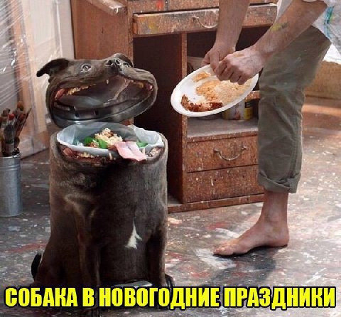 СОБАКА В НОВОГОДНИЕ ПРАЗДНИКИ
