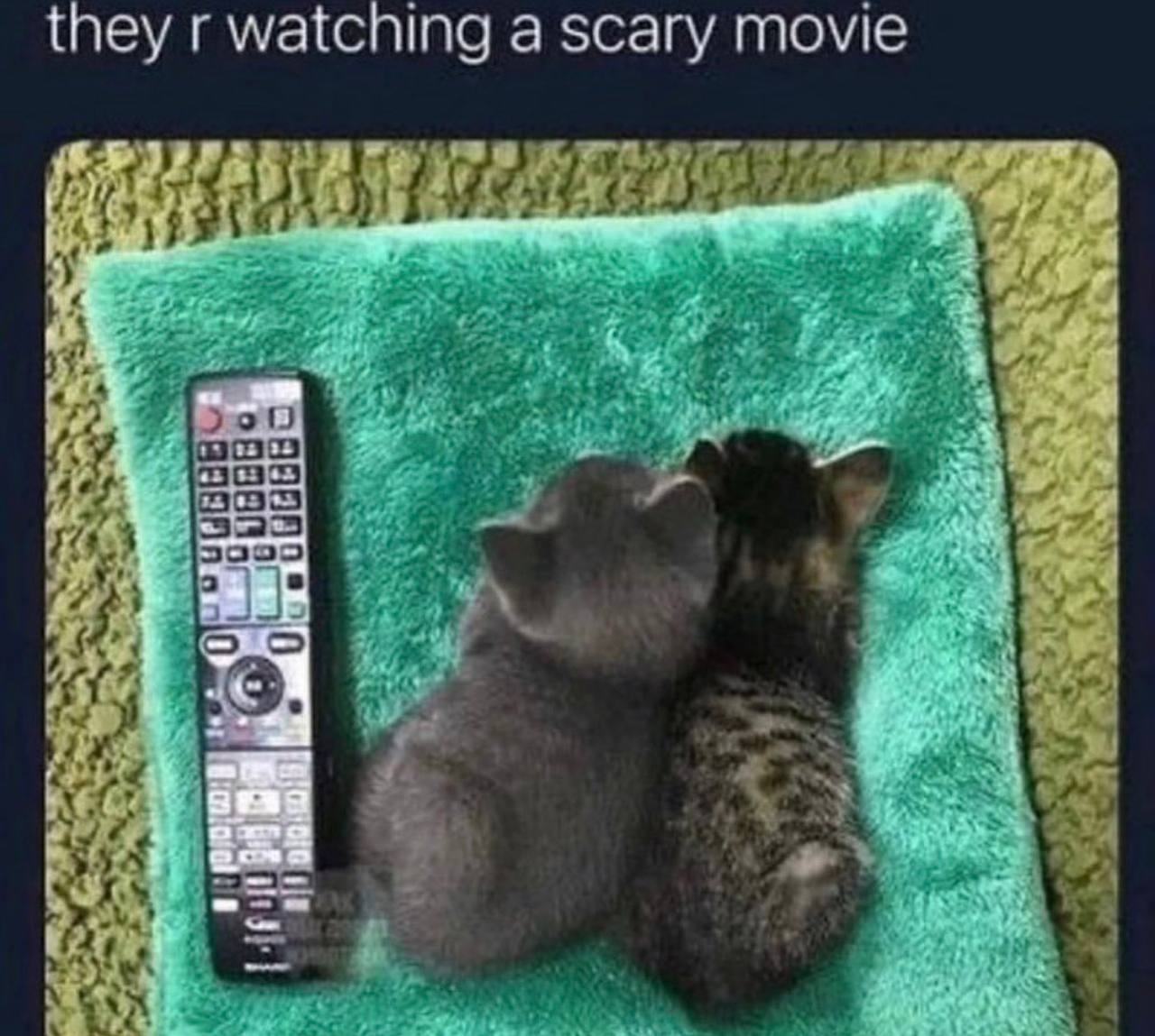they watching a scary томе i? 030303 323 57453 3000