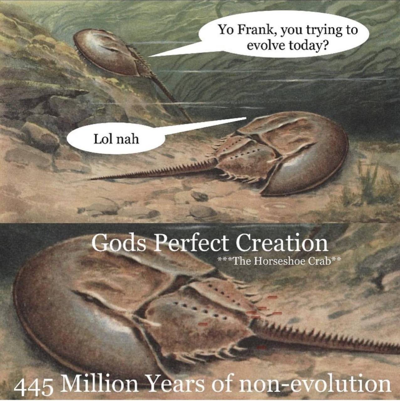 Frank, you trying to evolve today? Gods Perfect Creation Horseshoe Crab** 445 Million Years of non-evolution