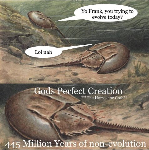 Frank, you trying to evolve today? Gods Perfect Creation Horseshoe Crab** 445 Million Years of non-evolution