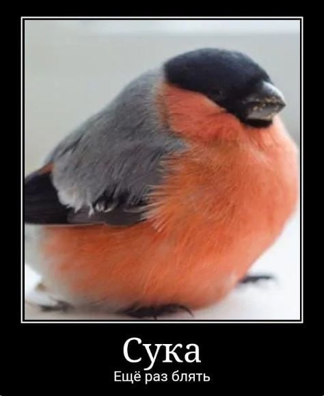 Сука Ещё раз блять