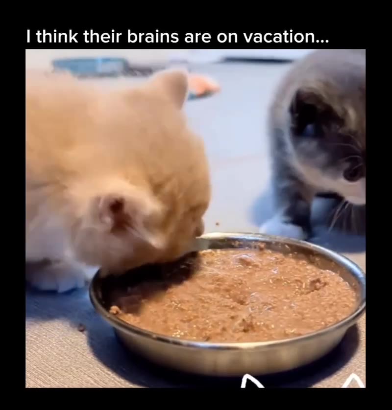 | think their brains are on vacation...