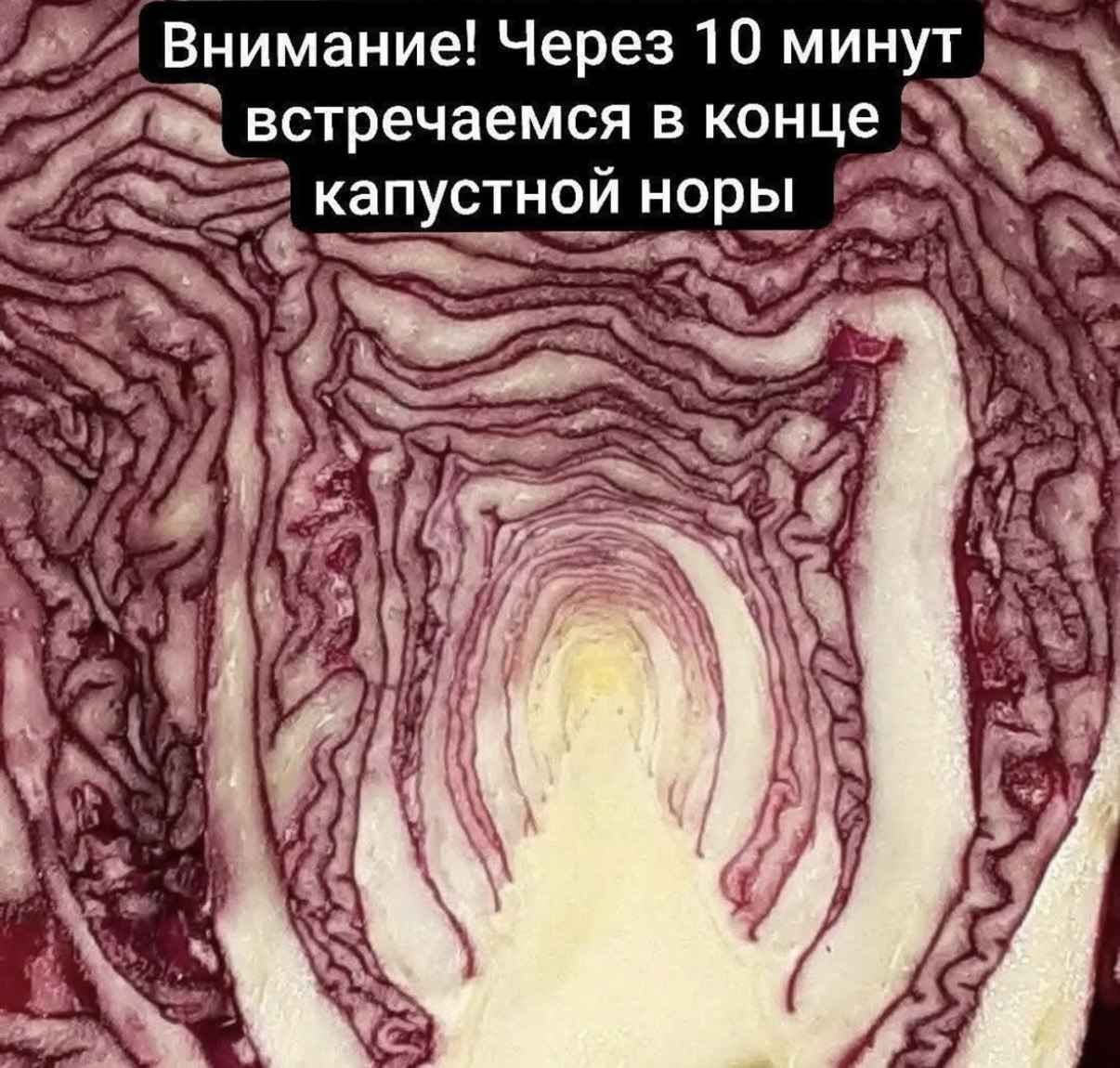 Внимание! Через 10 минут встречаемся в конце капустной норы