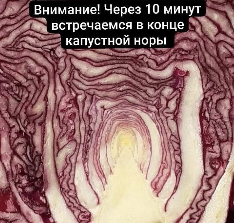 Внимание! Через 10 минут встречаемся в конце капустной норы