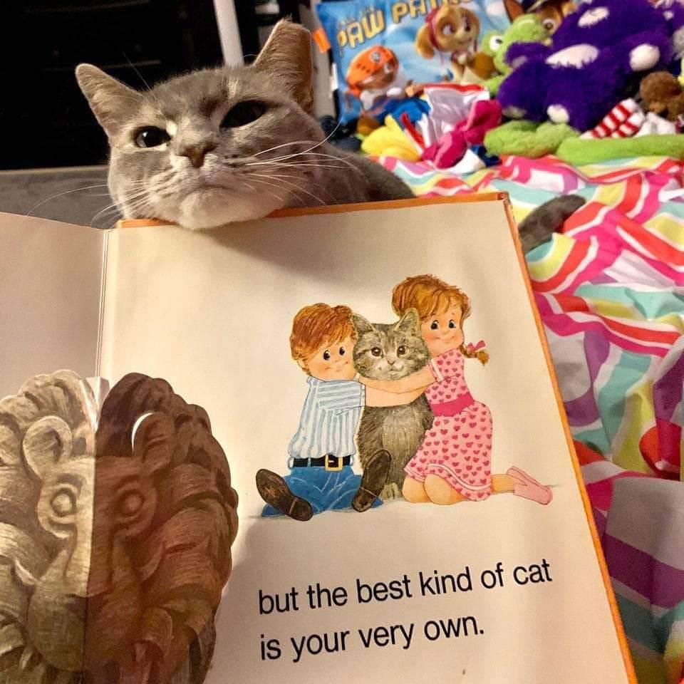 5: в the be kind of cat your very OWN