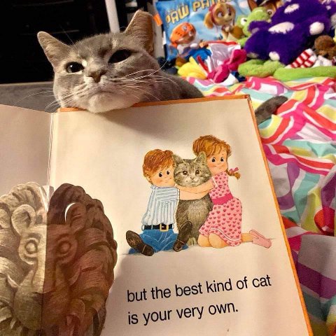 5: в the be kind of cat your very OWN