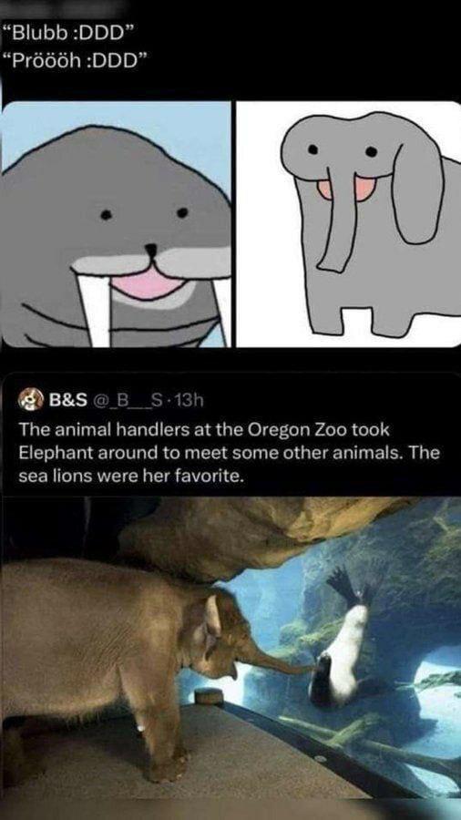 “Blubb :DDD” “Pro66h :DDD” Фвазов 5-13! The animal handlers at the Oregon Zoo took Elephant around to meet some other animals. The sea lions were her favorite. у