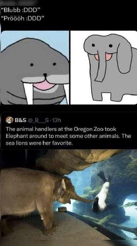 “Blubb :DDD” “Pro66h :DDD” Фвазов 5-13! The animal handlers at the Oregon Zoo took Elephant around to meet some other animals. The sea lions were her favorite. у