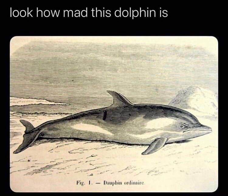 look how mad this dolphin is Pig Dauphin