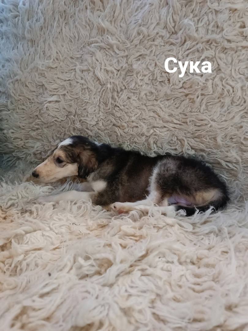 1класс - сукины дети