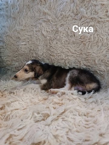 1класс - сукины дети