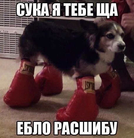 СУКАЯТЕБЕЩА ЕБЛО РАСШИБУ
