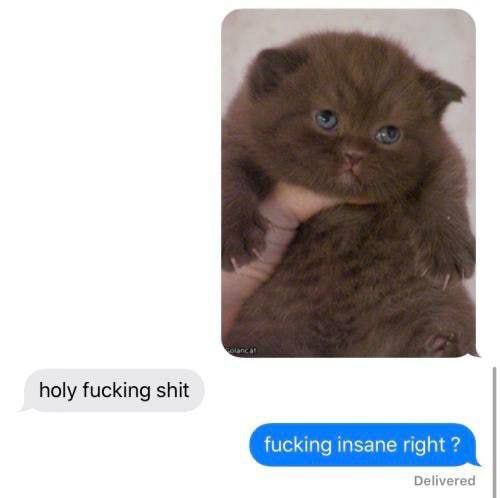holy fucking shit fucking insane right Delivered
