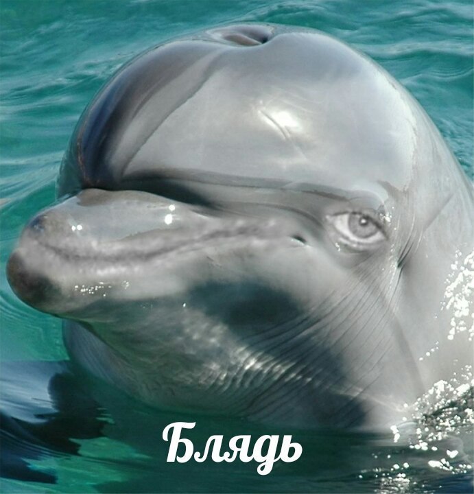 Бляфь