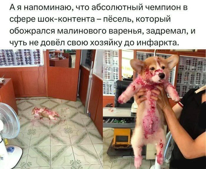 напоминаю, что абсолютный чемпион в сфере шок-контента пёсель, который обожрался малинового варенья, задремал, и чуть не довёл свою хозяйку до инфаркта $3 eve