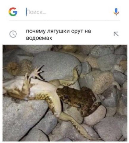 О почему лягушки орут на водоемах