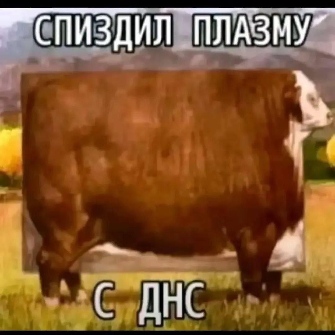 ПЛАЗМУ” ДНС